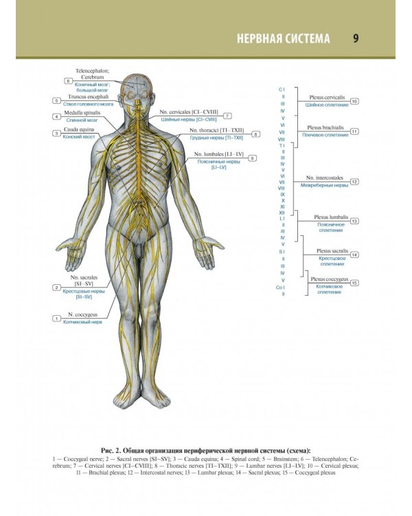 Анатомия человека. Атлас. В 3-х томах. Том 3. Неврология, эстезиология