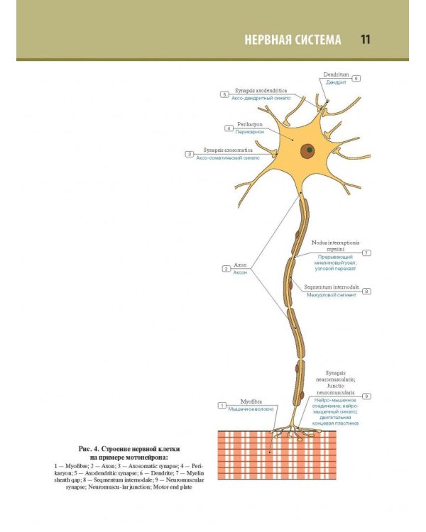 Анатомия человека. Атлас. В 3-х томах. Том 3. Неврология, эстезиология