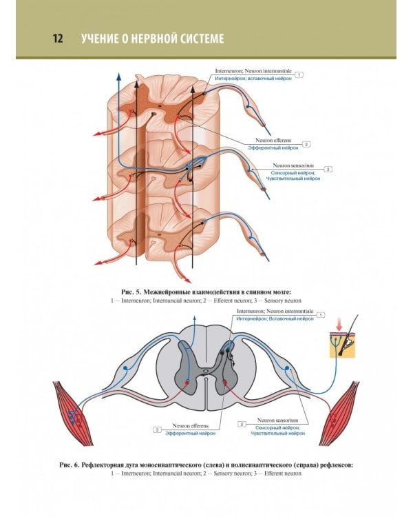 Анатомия человека. Атлас. В 3-х томах. Том 3. Неврология, эстезиология