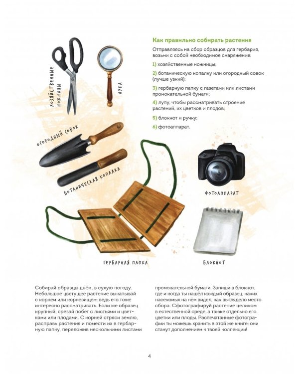 Мой гербарий. Цветы и травы