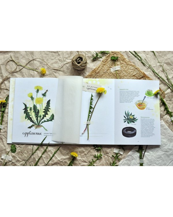 Мой гербарий. Цветы и травы