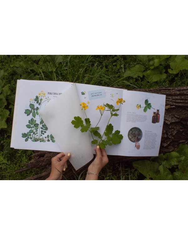 Мой гербарий. Цветы и травы