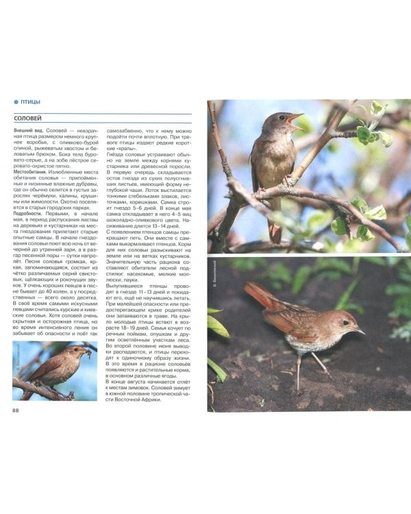 Животные рядом с нами