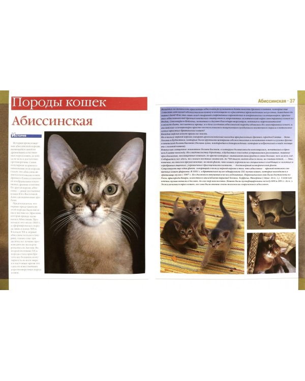 Кошки. Новая иллюстрированная энциклопедия