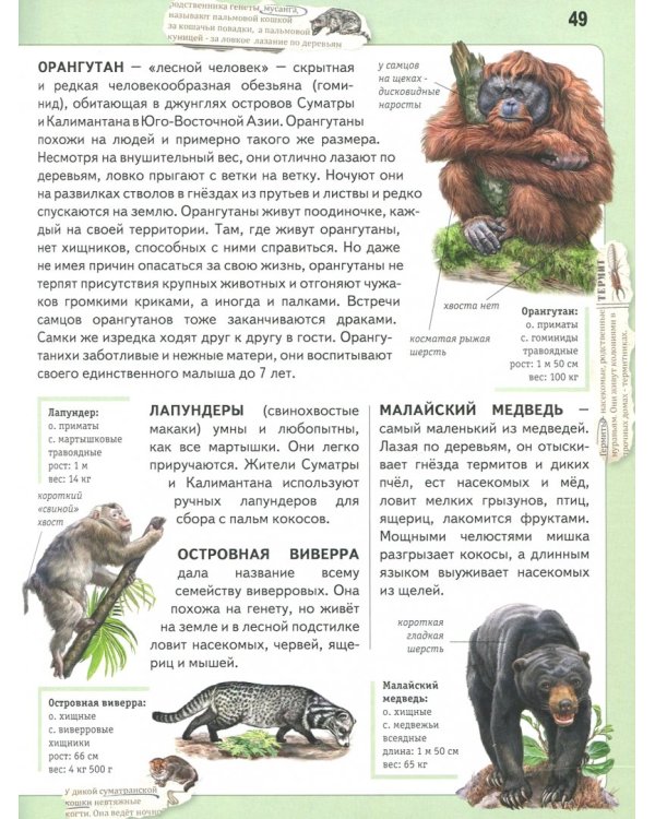 Животные. Панорама нужных знаний