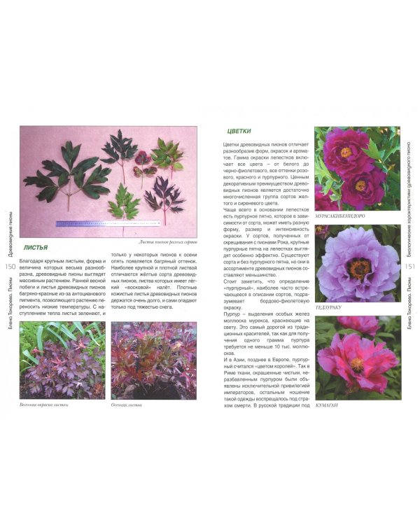 Пионы: травянистые, древовидные, гибриды ИТО. Полный справочник