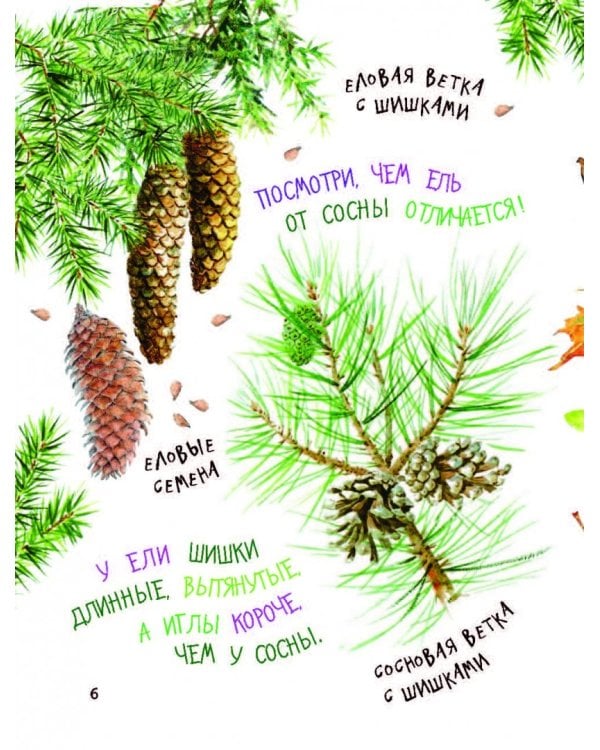 Барсучья кладовая