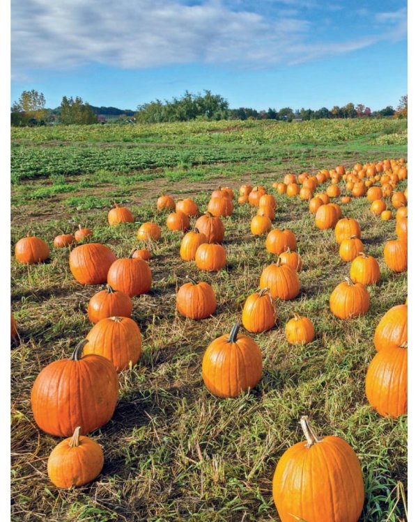 Тыквенные истории. Уютные рецепты для холодного сезона