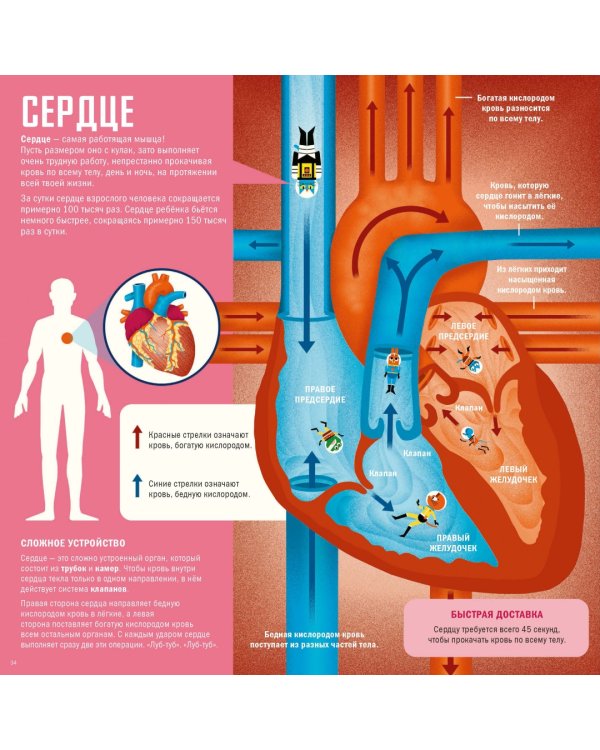 Профессор Астрокот и его путешествие по телу человека