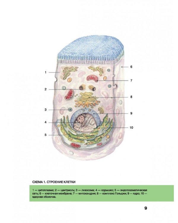 Большой атлас анатомии человека