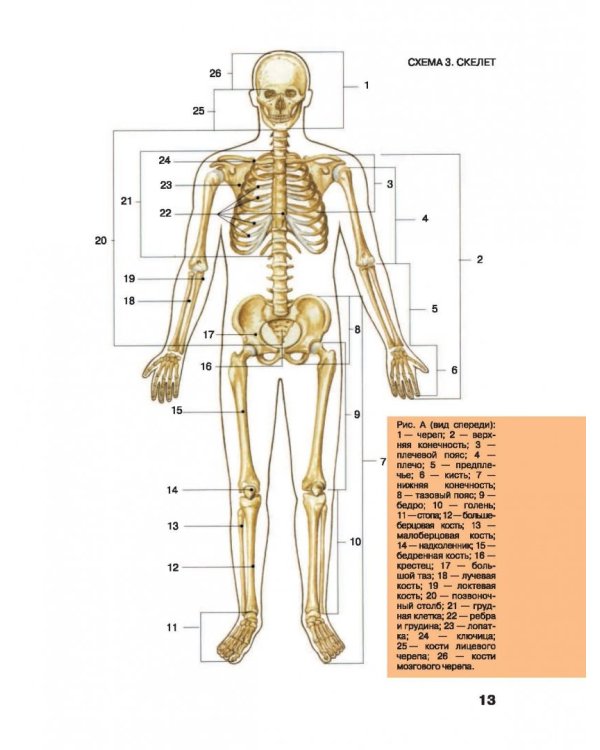 Большой атлас анатомии человека