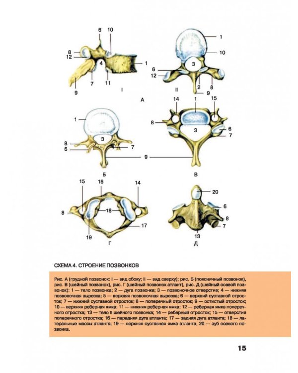 Большой атлас анатомии человека