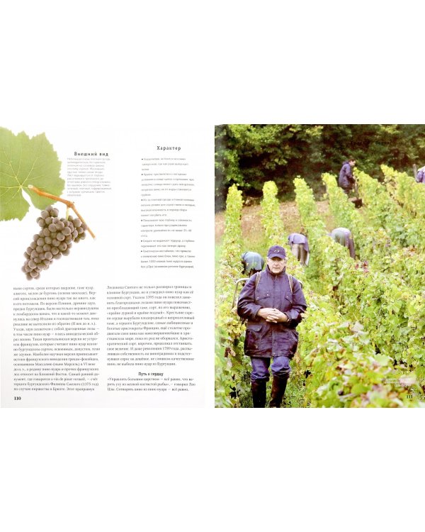 Просто о лучших винах. Новая энциклопедия