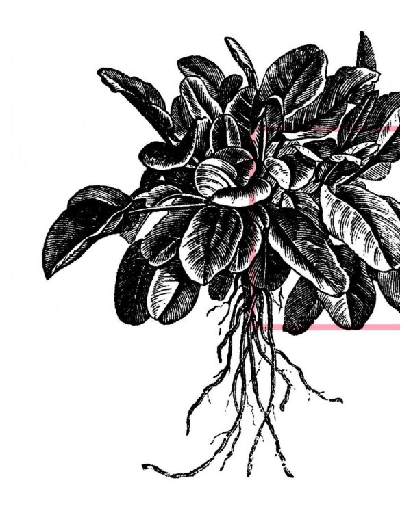 Как полюбить здоровую еду? Секреты скандинавов, которые помогут сделать полезную пищу любимым лак.