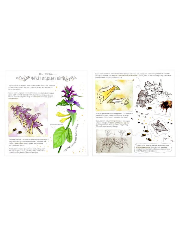 Как тебя зовут? Всё о цветах, живущих рядом с нами