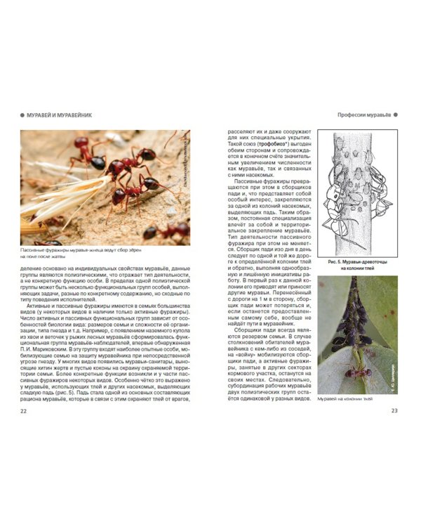 Муравей. Семья. Колония