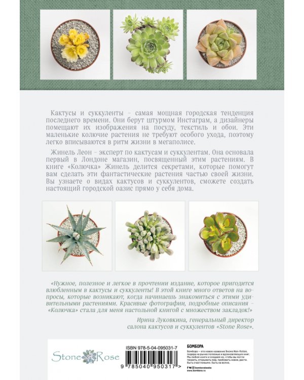 Колючка: как создать зеленый оазис у себя дома. Удивительные кактусы и суккуленты