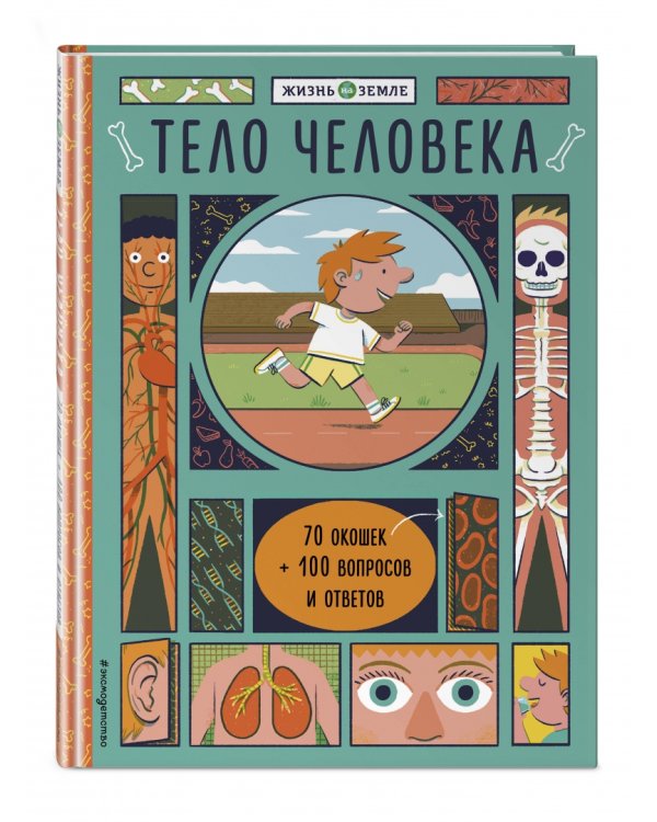 Тело человека (с окошками)