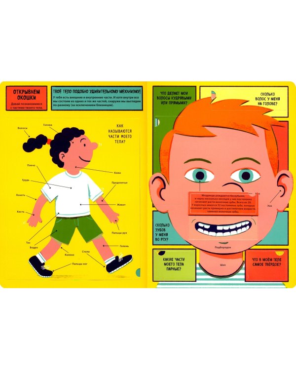 Тело человека (с окошками)