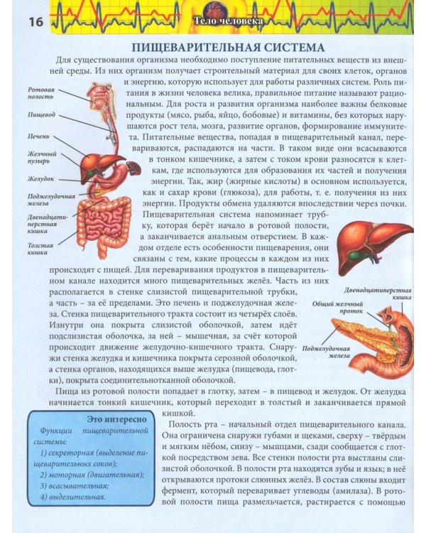 Тело человека (красн.)