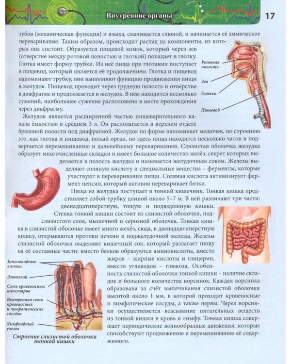 Тело человека (красн.)