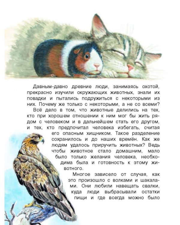 Домашние животные