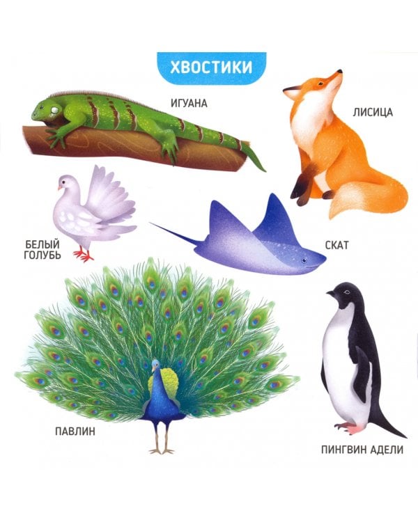 У кого какой хвост? Энциклопедия для малышей