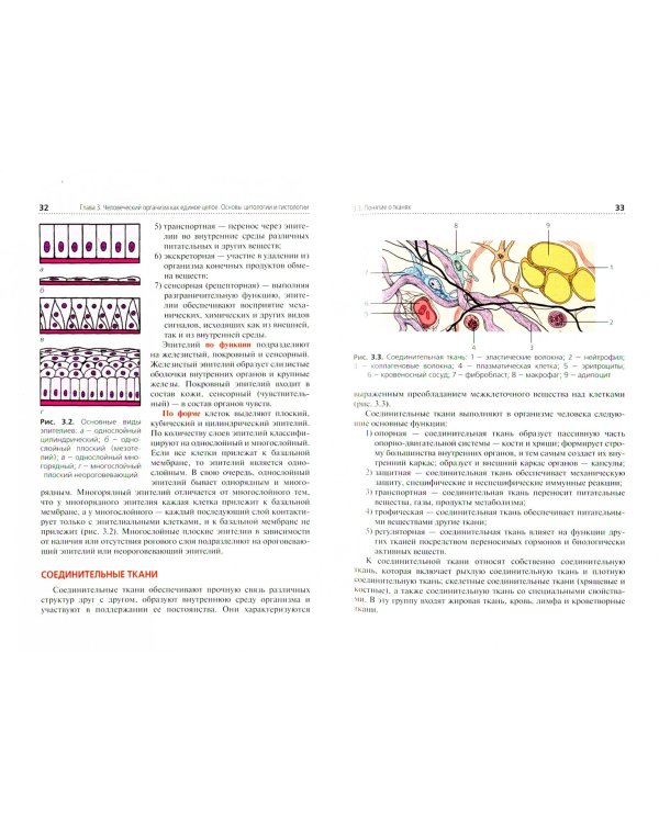 Анатомия и физиология человека. Учебник для СПО