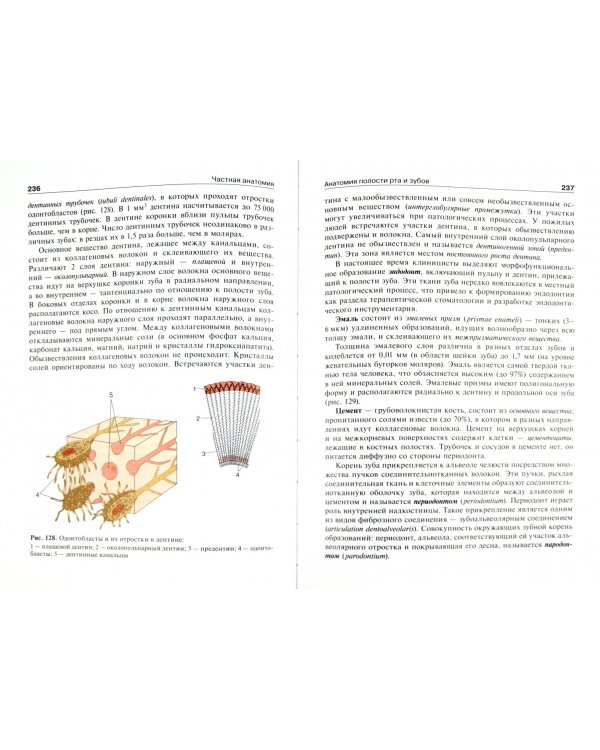 Анатомия человека. В 2-х томах. Том 2 (+CD)