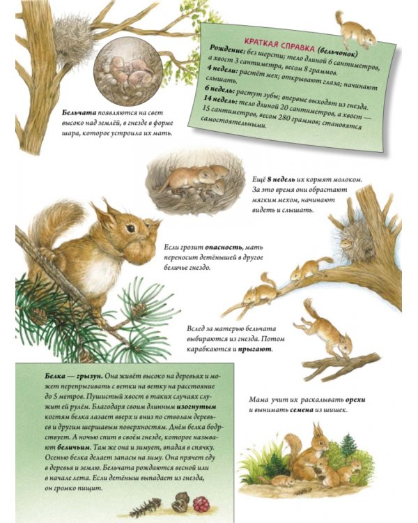 Пушистые малыши. Как растут животные и птицы