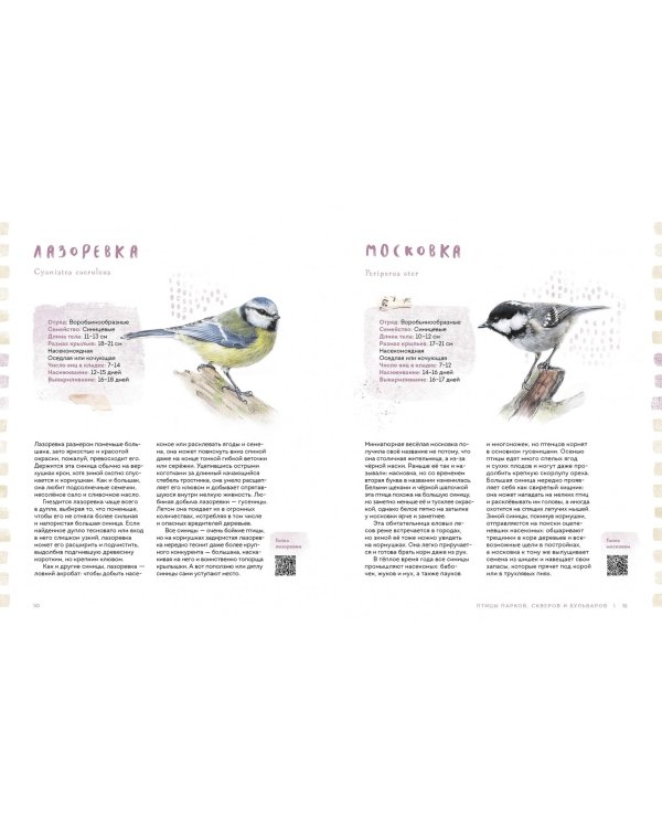 Птицы в городе. Где найти и как узнать