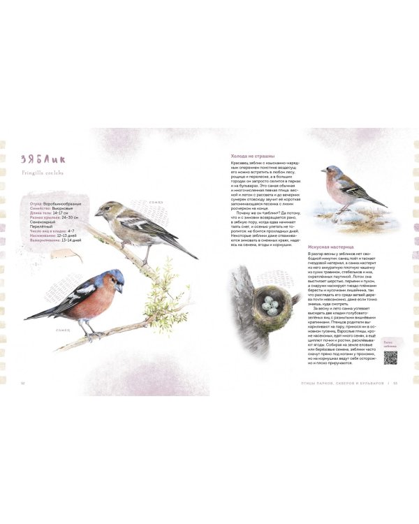 Птицы в городе. Где найти и как узнать