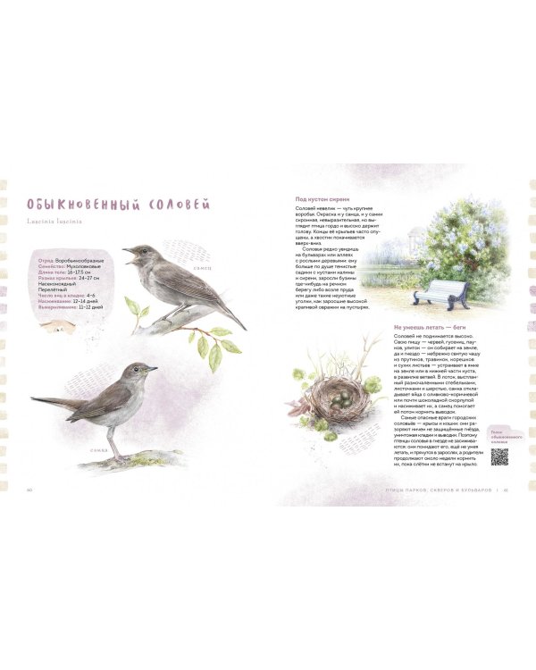 Птицы в городе. Где найти и как узнать