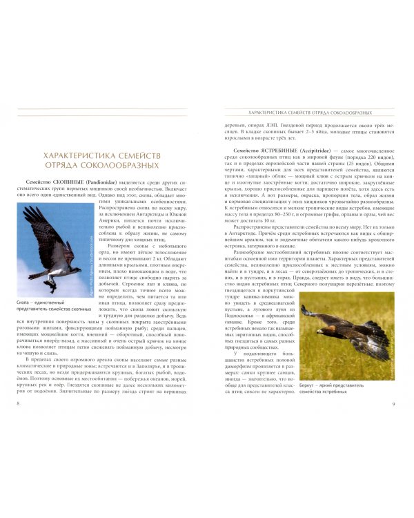 Дневные хищные птицы европейской части России