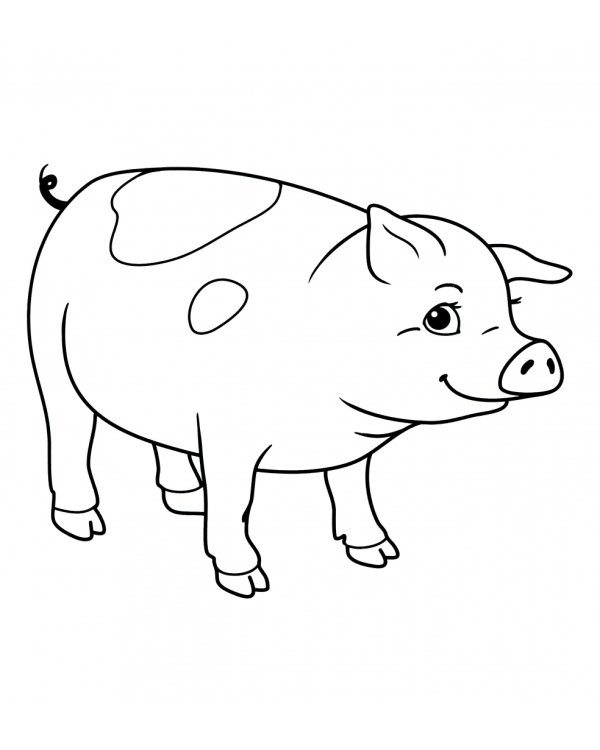 В ярком мире животных