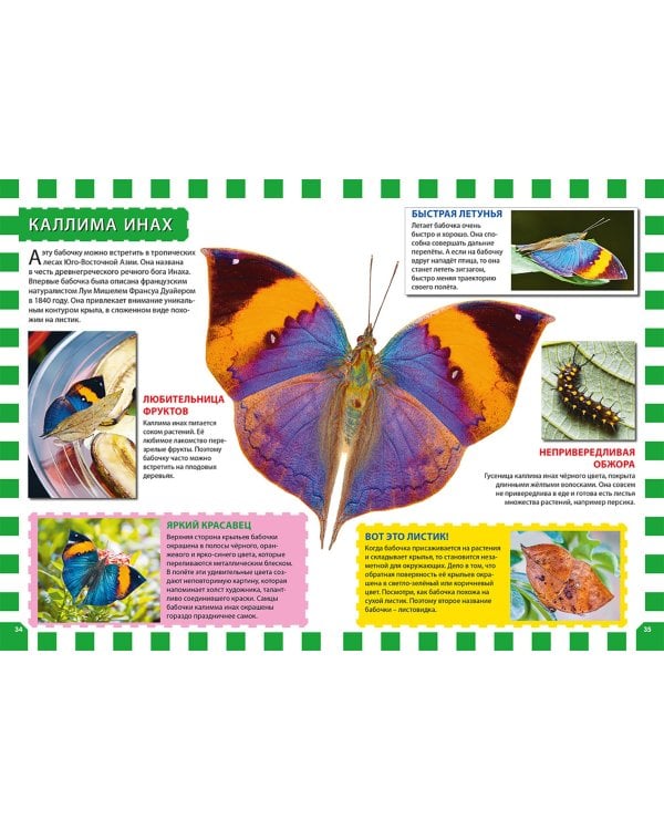 Бабочки. Первая энциклопедия для детей