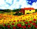 Набор для рисования по номерам на холсте "Поляна маков", 50х40 см