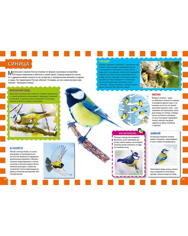 Птицы России