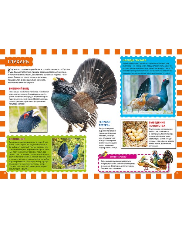 Птицы России