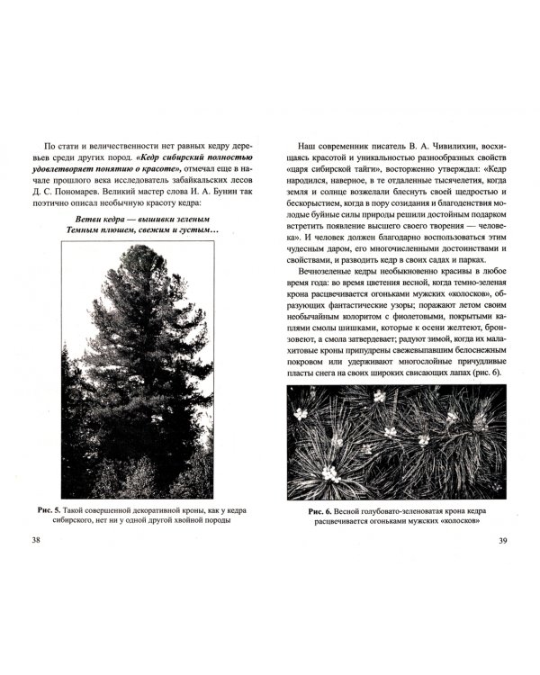 Кедр-царь сибирской тайги