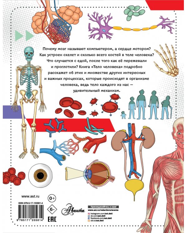 Тело человека