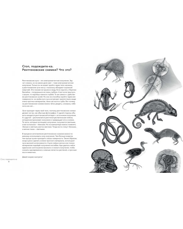 Вижу насквозь. Удивительные рентгеновские снимки животных