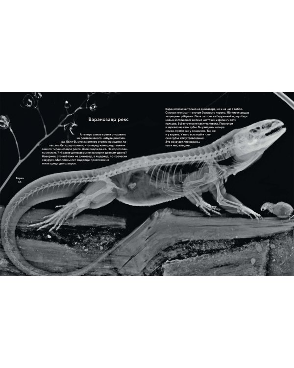 Вижу насквозь. Удивительные рентгеновские снимки животных