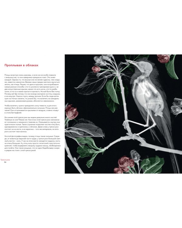 Вижу насквозь. Удивительные рентгеновские снимки животных