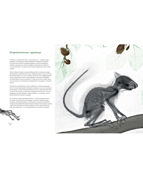 Вижу насквозь. Удивительные рентгеновские снимки животных