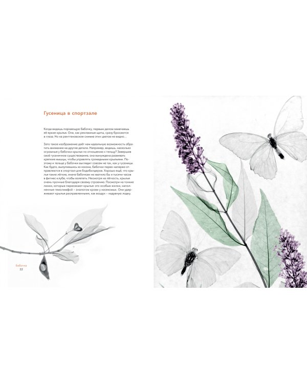 Вижу насквозь. Удивительные рентгеновские снимки животных