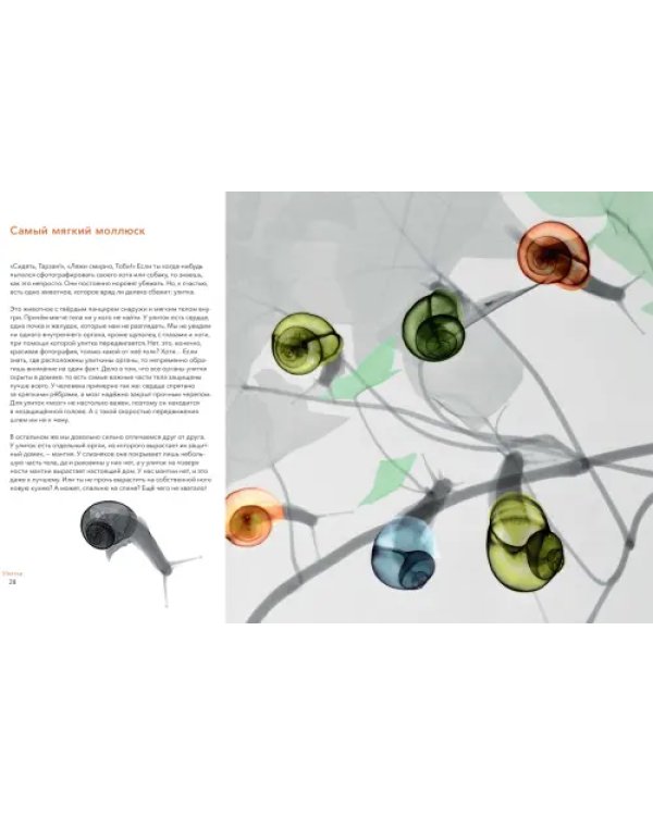 Вижу насквозь. Удивительные рентгеновские снимки животных