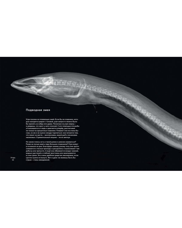 Вижу насквозь. Удивительные рентгеновские снимки животных