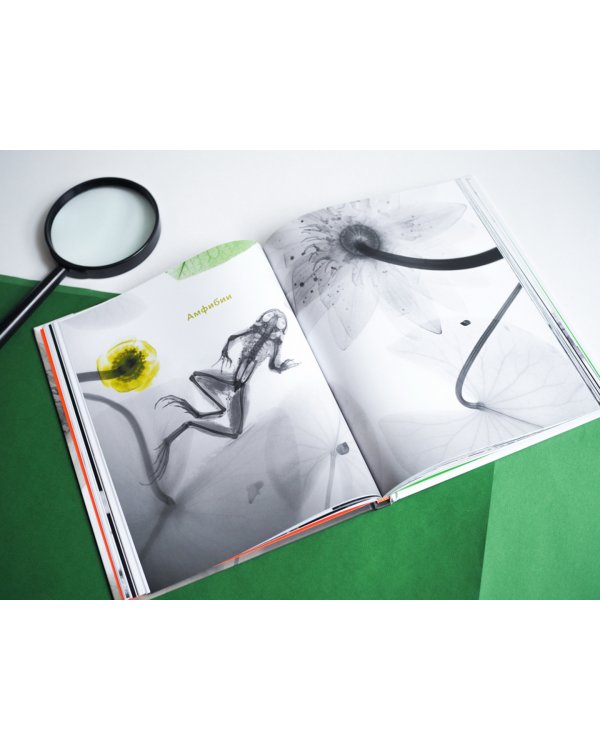 Вижу насквозь. Удивительные рентгеновские снимки животных