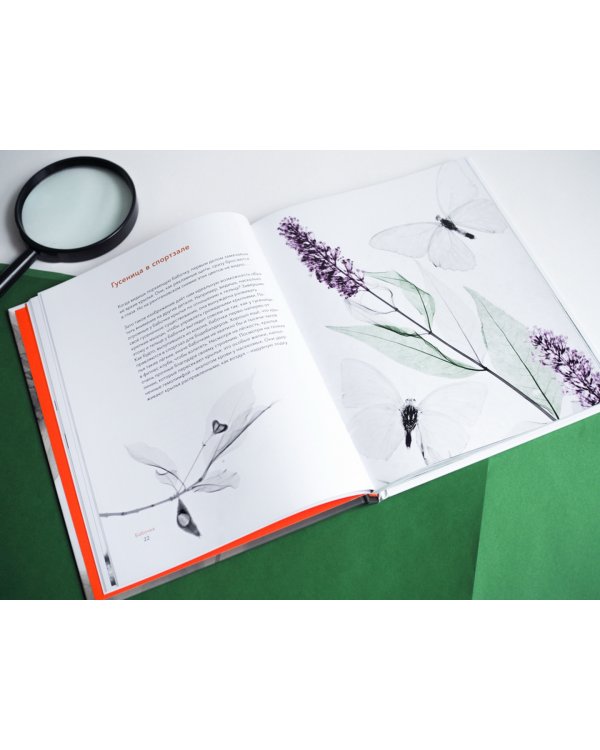 Вижу насквозь. Удивительные рентгеновские снимки животных